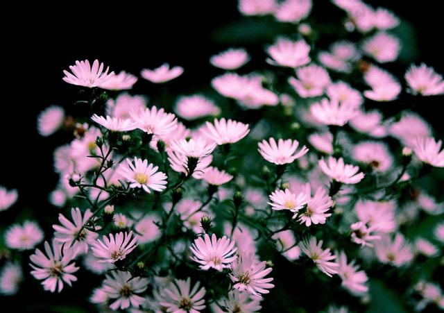 light pink Aster flowers.jpg