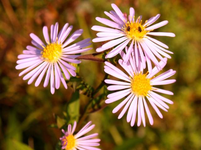 light pink Aster flowers with yellow center.jpg