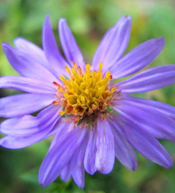 light purple Aster flowers with yellow center.jpg