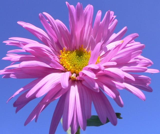 Pink Aster flower picture.jpg