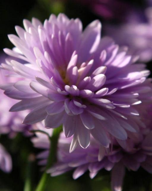 pink Aster flowers.jpg