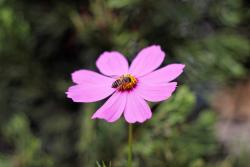 pink Aster flowers photo.jpg