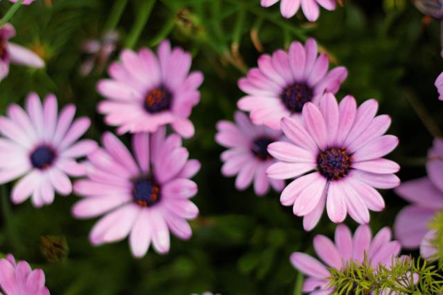 pink Aster flowers with purple center.jpg