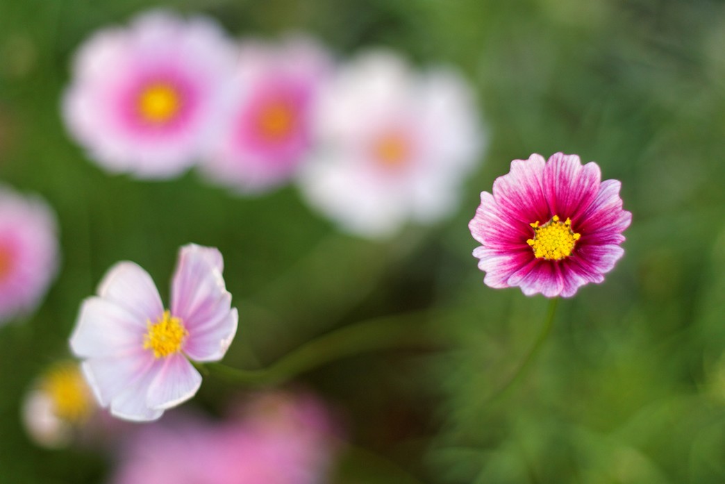 pink Aster flowers with yellow eyes.jpg