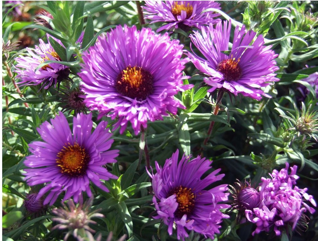 pink garden flowers Aster.jpg