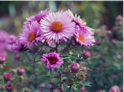 pink garden flowers asters image.jpg