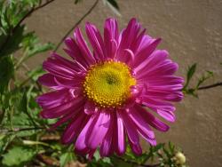 pretty aster flower picutre.jpg