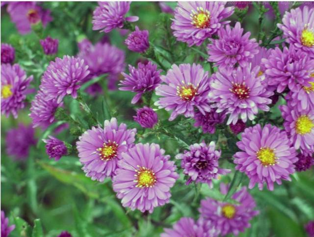 pretty garden flowers with purple with bright yellow eyes.jpg