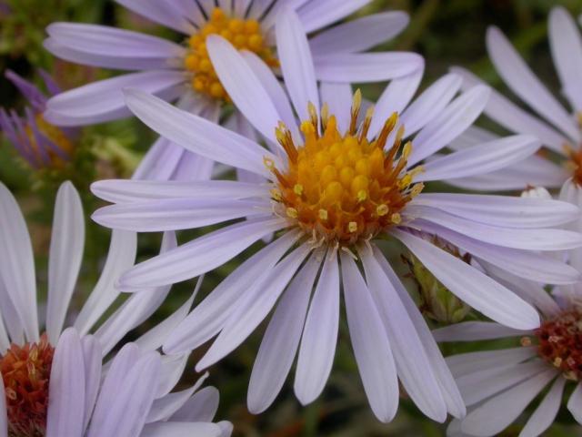 pretty garden flowrs with yellow center.jpg