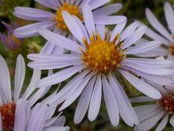 pretty garden flowrs with yellow center.jpg