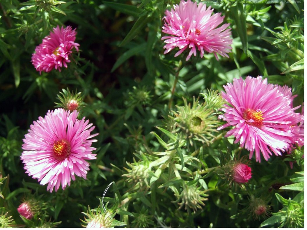 pretty pink Aster flowers picture.jpg