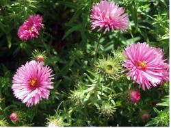 pretty pink Aster flowers picture.jpg