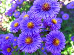 pretty purple aster flowers picture.jpg
