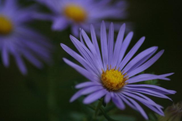 purple Aster flowers image.jpg