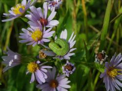 purple aster flowers with orm.jpg
