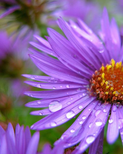 purple Aster flowers with rain drops.jpg