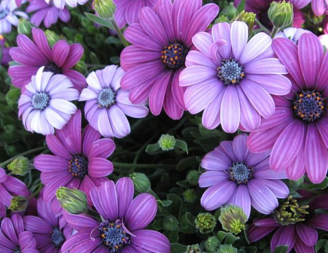 Purple African Daisies.jpg