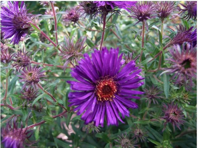purple garden flowers with Asters.jpg