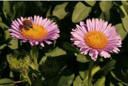 purplish pink Aster flowers with yellow cetner.jpg