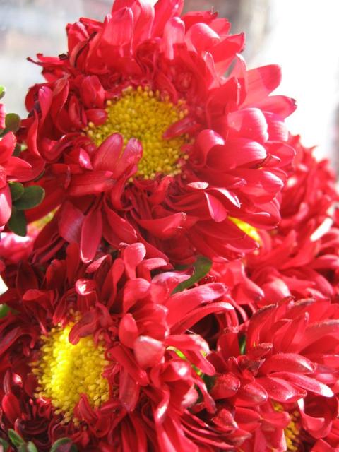 red Aster flowers with yellow center.jpg