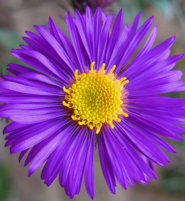 rich dark purple Aster flower.jpg