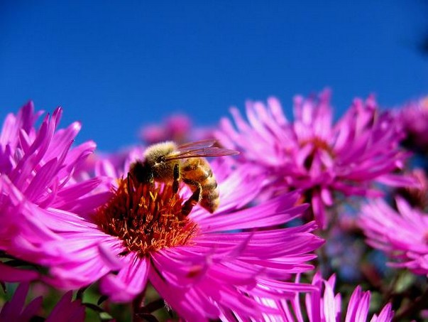 rich pink Aster flowers image.jpg