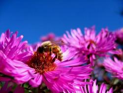 rich pink Aster flowers image.jpg