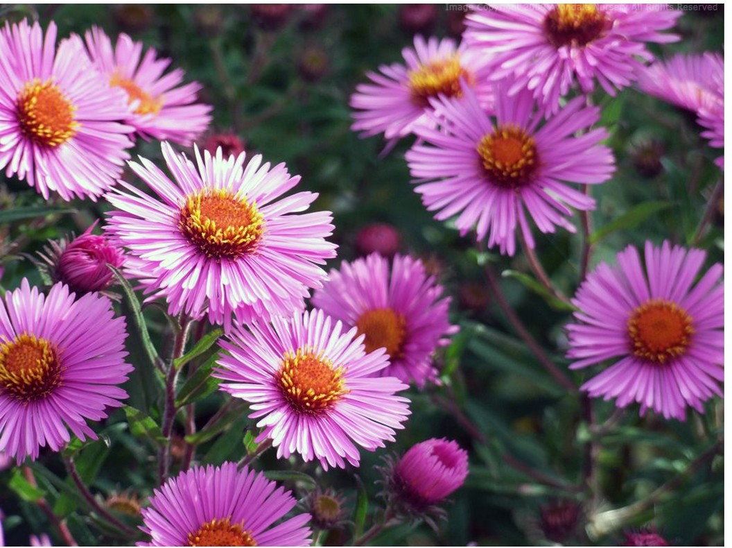 rich pink garden flowers with orange eyes.jpg
