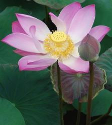 The Lotus Cafe.jpg