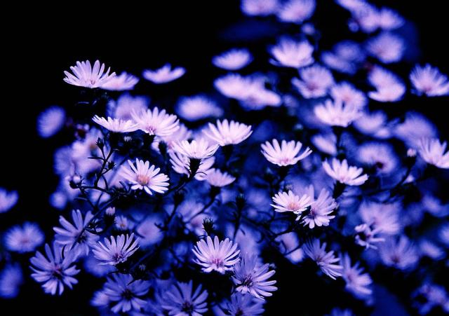 rich purple Aster flowers.jpg