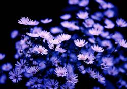 rich purple Aster flowers.jpg
