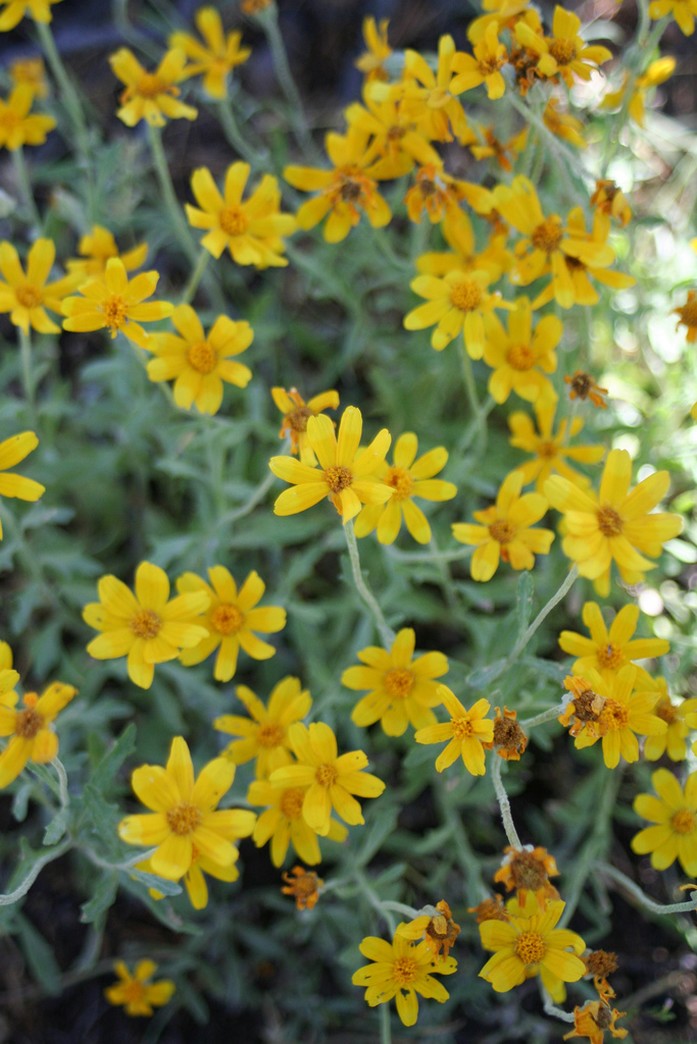 small flowers Aster picture.jpg