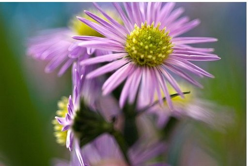 small light purple Aster flowers photo.jpg