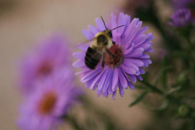 small purple aster flowers with bee photo.jpg