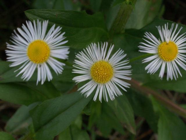 snow white Aster flowers with yellow eyes.jpg