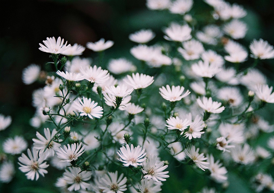 white Aster flowers field.jpg