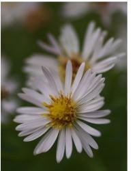 white aster flowers with yellow center.jpg