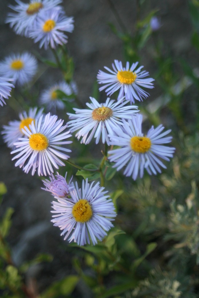 white garden flowers picture of Aster flowers.jpg