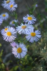 white garden flowers picture of Aster flowers.jpg