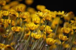 yellow Aster flowers field.jpg