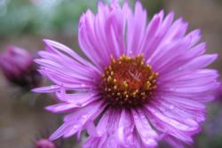 Aster flowers in garden with rain drop.jpg