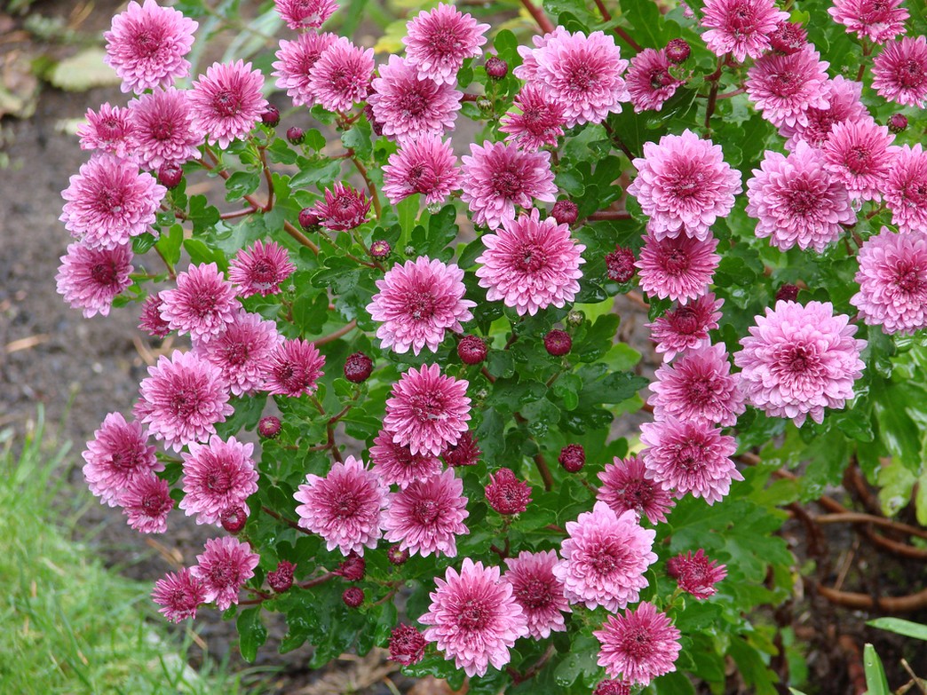 Aster flowers in red pink.jpg
