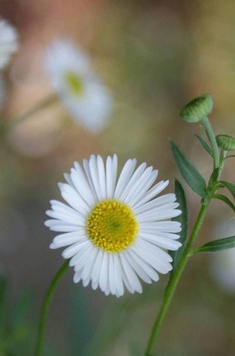 pretty small daisies.jpg