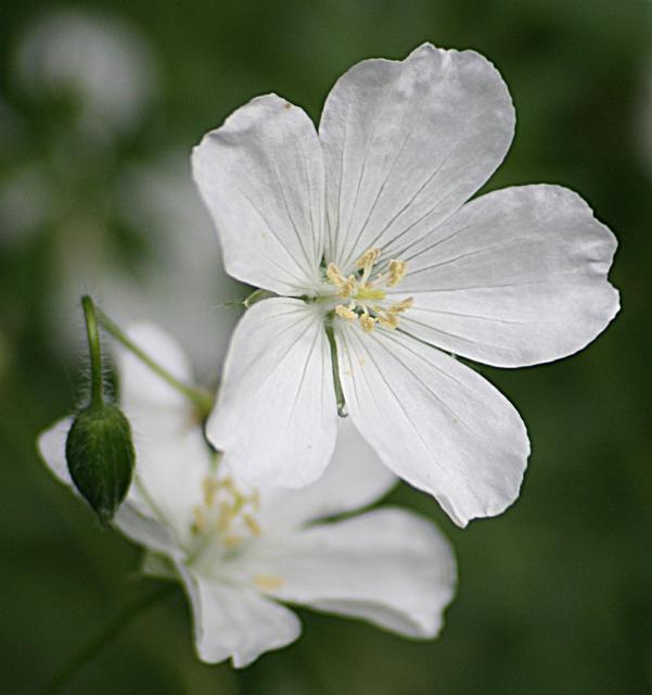 Cranesbill_white Perennial Geranium.jpg
