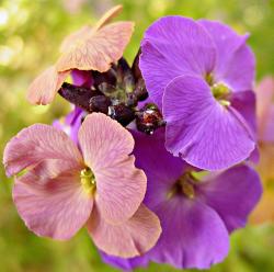 Perennial Flowers Pictures Gallery