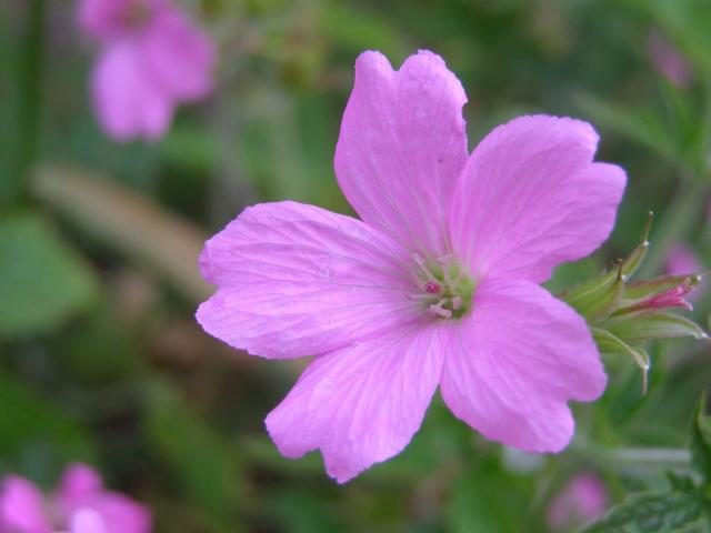 pink flower perennial in pink.jpg