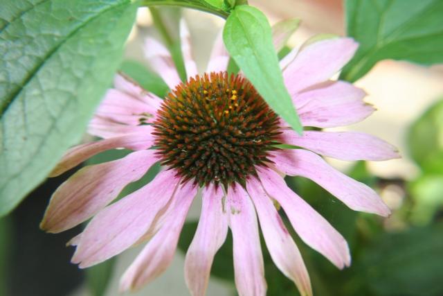pink Perennial Cone Flower.jpg