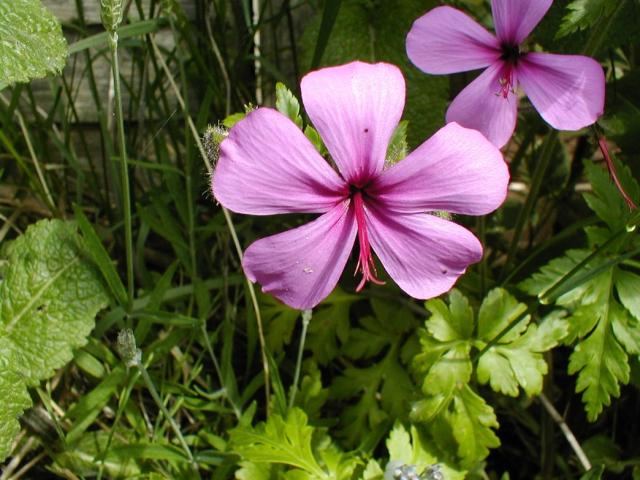pink Perennial Geranium flowers.jpg