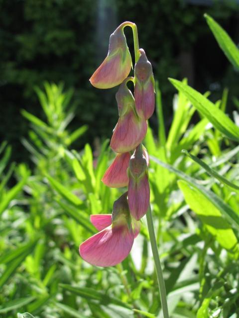 pink perennial pea flower bud picture.jpg