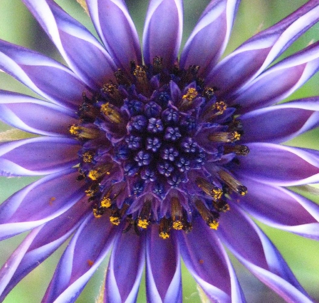 pretty purple daisy.jpg